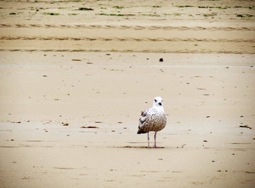 Quand Lyon vient en Bretagne : Quiberon (2)