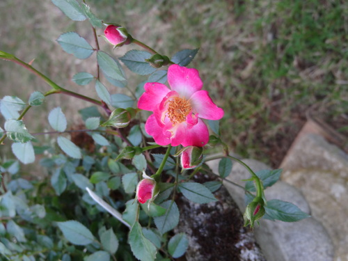 La plus longue floraison de rosiers