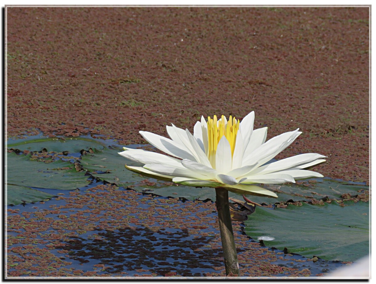 FLEURS DE LOTUS SENEGAL 2019