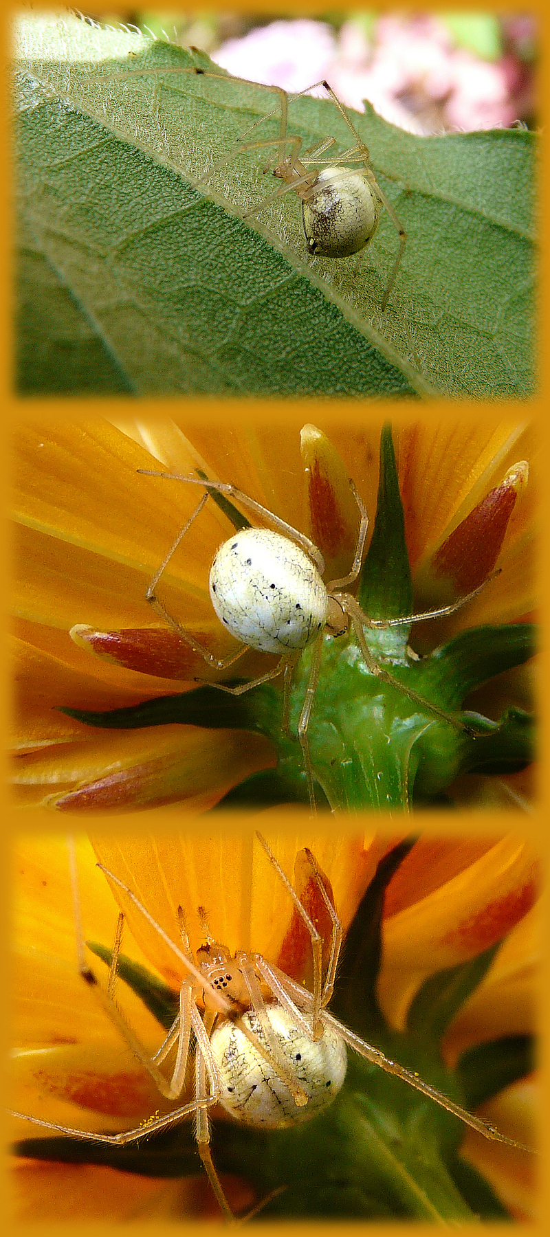 Araignée toute ronde et toute en pattes Enoplognatha ovata/latimna (Theridiidae)
