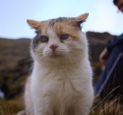 Stevie le chat aveugle qui gravit des montagnes