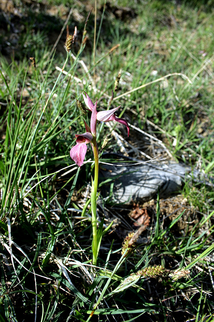 Sérapias (orchidée) - Régades - 31  (Flore) 