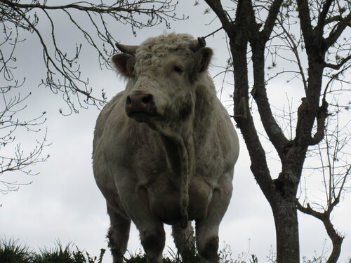 un taureau