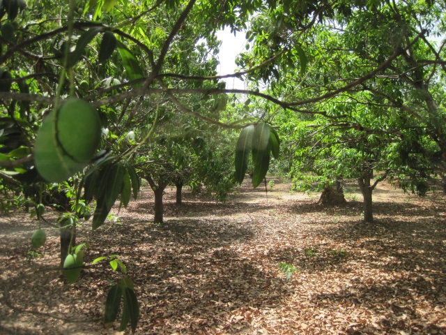 Côte d'Ivoire repas sous manguiers