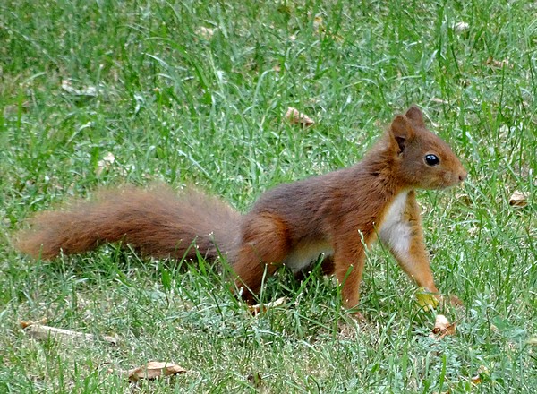 Un écureuil, adorable visiteur de mon jardin....