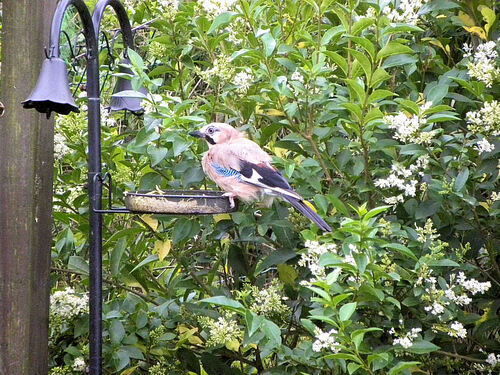 Le geai au jardin