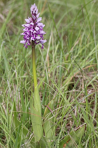 Orchis militaire