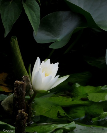 Flâneries au Parc Jouvet 