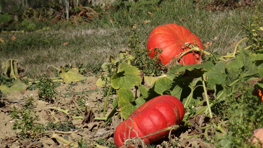 Rondeur, Couleur et Saveur