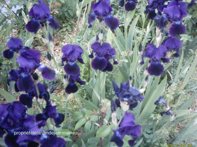 Les couleurs du printemps Zoum sur le bleue photos de mon jardin