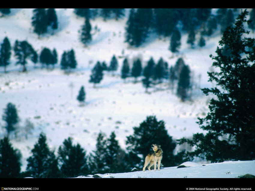 Images de la National Geographic