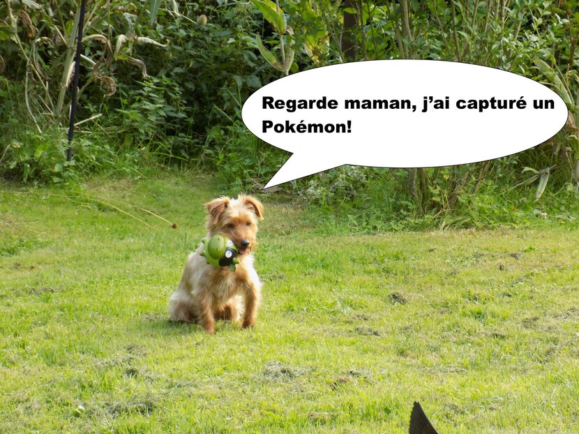 Woopy fait la chasse aux Pokémon...