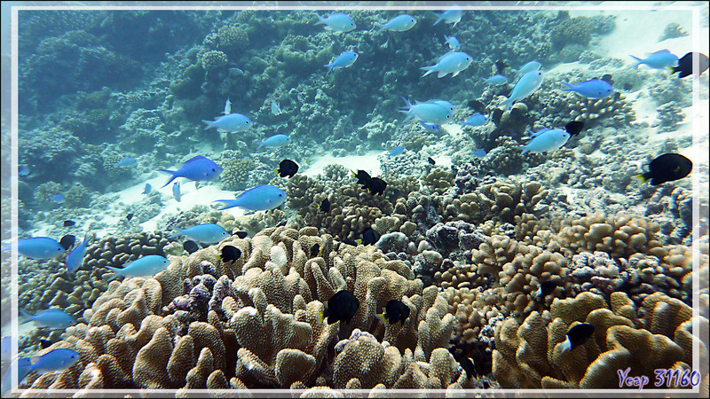 Corail et ses demoiselles bleues et noires à queue jaune - Tumakohua (passe sud) - Atoll de Fakarava - Tuamotu - Polynésie française