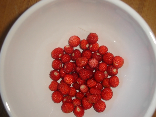 Nos 1ières fraises des bois !!!!! 