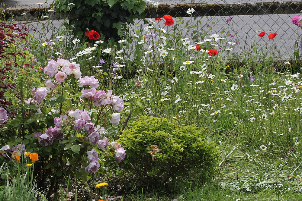 Le jardin nature, devant...