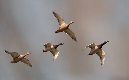                         "  Envols de CANARDS & d'OIES SAUVAGES vers le Sud "