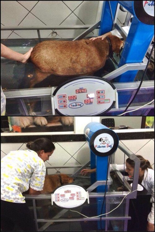 Ce chien abandonné et obèse était l’attraction d’une station-service jusqu’à ce qu’il trouve son sauveur !