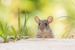 Comment éloigner les souris naturellement ?