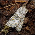 Galerie LEPIDOPTERES - HETEROCERES - Papillons de Nuit.