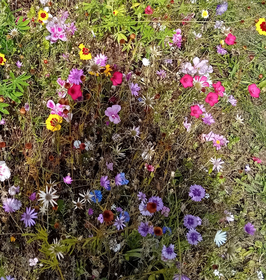  les jardins pour butineuses 