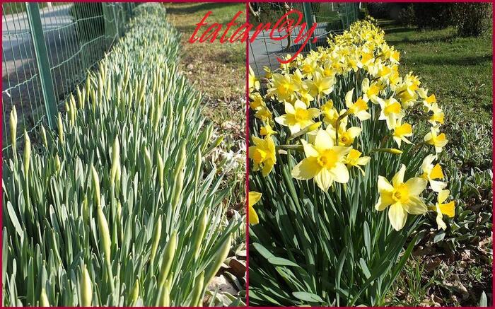 Mes jonquilles.... 