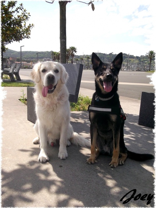 rencontre canine