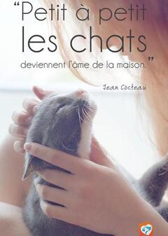Les chats à adopter