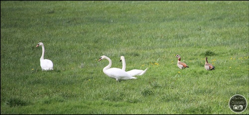 Les cygnes