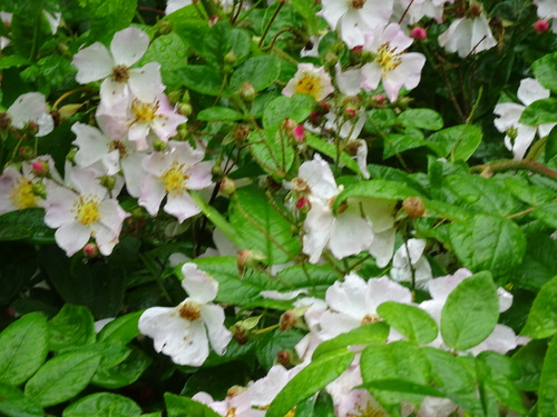 Le jardin des Renaudies (Mayenne)