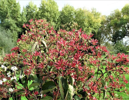 Heptacodium miconioides: une belle découverte!