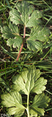 Ranunculus bulbosus  -  renoncule bulbeuse