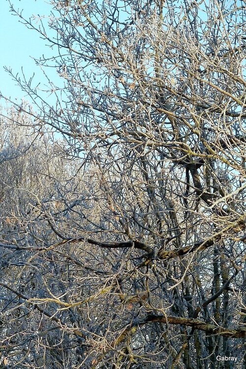 Après le brouillard c’est le givre !