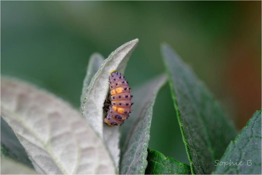 Une vie de coccinelle .