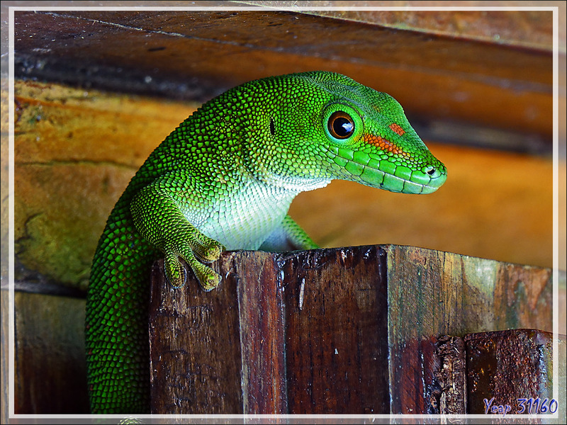 Gecko géant de Madagascar (Phelsuma madagascariensis grandis) - Nosy Be - Madagascar