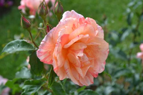 Le cartoscope du samedi 22 juillet 2017