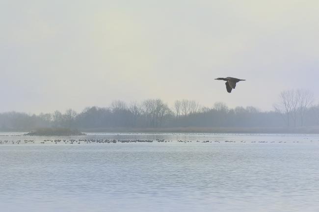 Brume matinale dans les Dombes