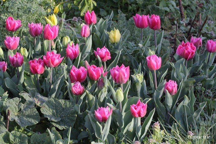 Tulipes 2482