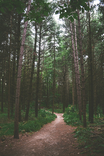 Résultat de recherche d'images pour "tumblr forest"