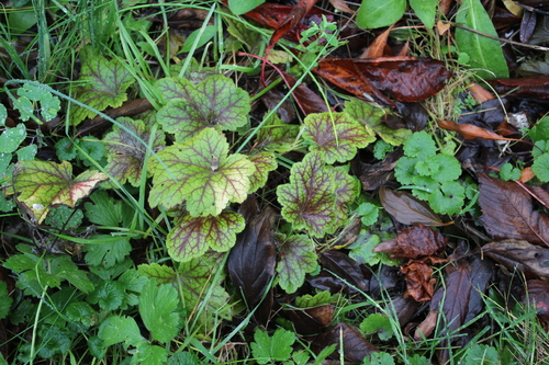 Photos de saison - les feuilles mortes