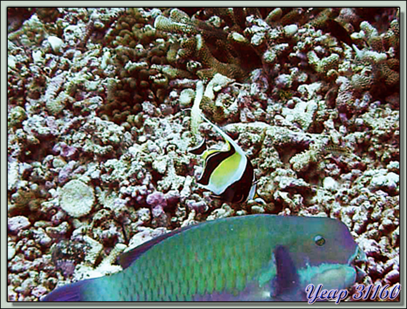 Poisson-perroquet grand bleu, indian ocean steephead parrotfish (Chlorurus strongylocephalus) - Passe d'Avatoru - Rangiroa - Tuamotu - Polynésie française