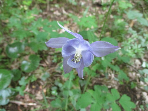 Sortie en forêt