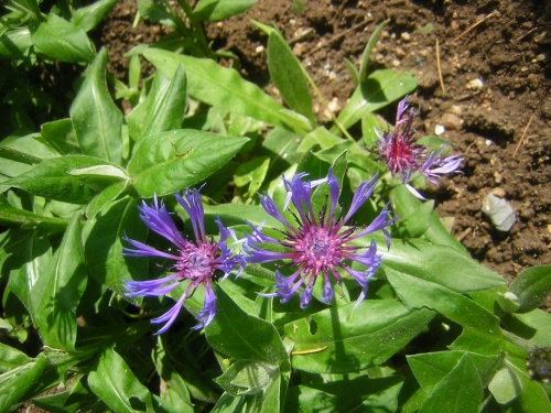 Fleurs de Beaugency  