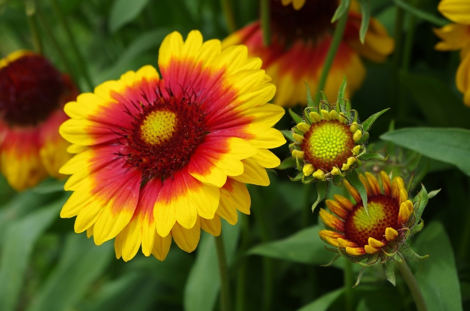 La Gaillarde (Gaillardia)