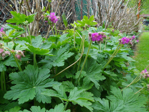 un petit tour au jardin