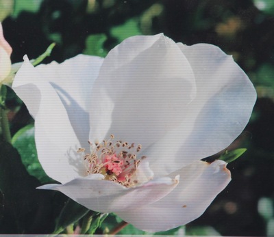 20èmes Journées des plantes au lac d'Aiguebelette