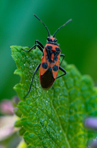 Bruno au jardin