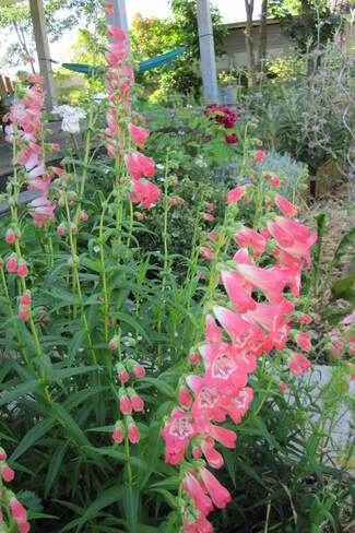 Penstemon rose et blanc ' Souvenir d'Adrien Régnier '