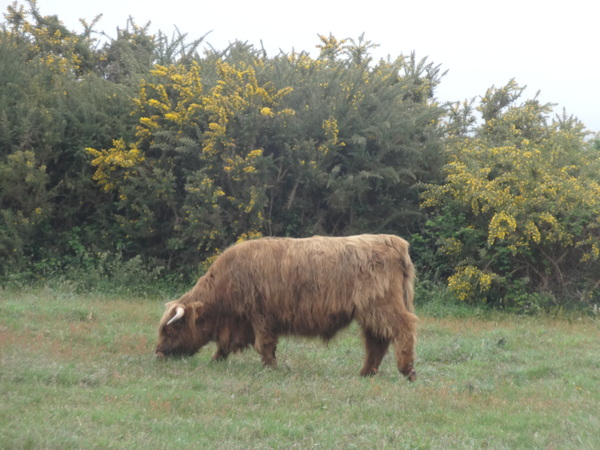 Les vaches highland de La Turballe 