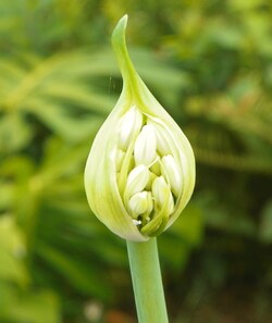 Photos de fleurs de notre île