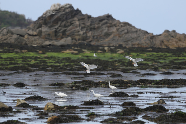 Oiseaux marins, sur le port de Roscoff